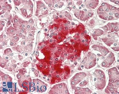 IHC-plus™ DRD1 / Dopamine Receptor D1 Antibody (aa187-232)