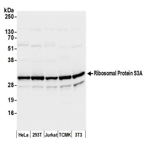 RPS3A / Ribosomal Protein S3A Antibody (aa1-50)