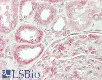 IHC-plus™ BAG2 Antibody