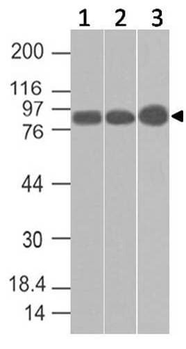 Polyclonal Rabbit anti-Rat ACAP2 / Centaurin Beta 2 Antibody (WB)