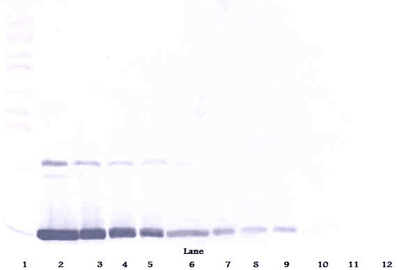 CSF2 / GM-CSF Antibody