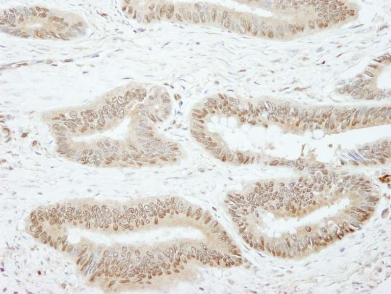 SSH3 Antibody (aa609-659)