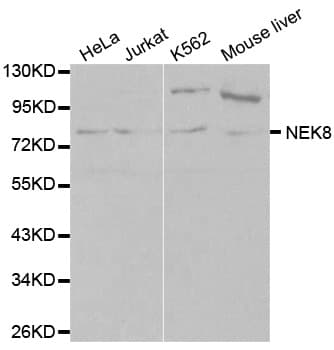 NEK8 Antibody