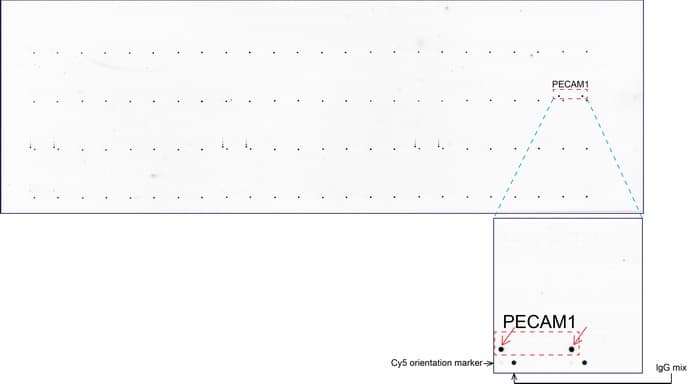 PECAM-1 / CD31 Antibody (clone UMAB32)