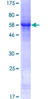 Human LRRIQ1 Protein (Recombinant GST)
