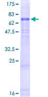 Human FBXO15 / FBX15 Protein (Recombinant GST)