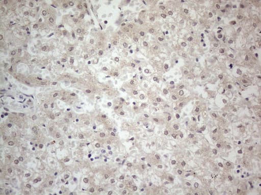 PCDHGC5 Antibody (aa35-258, clone OTI2D6, Carrier-free)