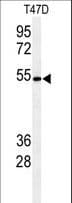 POGLUT1 Antibody (aa353-382)