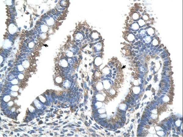 RNF121 Antibody (aa101-150)