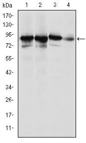IHC-plus™ XRCC5 / Ku80 Antibody (clone 5C5)
