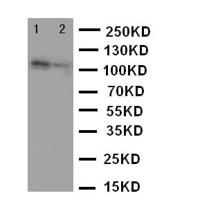 TJP3 / ZO3 Antibody (aa885-905)