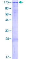 Human C13orf8 / ZNF828 Protein (Recombinant GST)