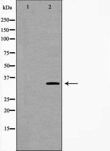 Polyclonal Rabbit anti-Human CA4 / Carbonic Anhydrase IV Antibody (WB)
