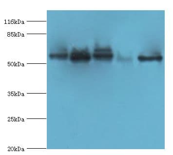 VIPAS39 Antibody