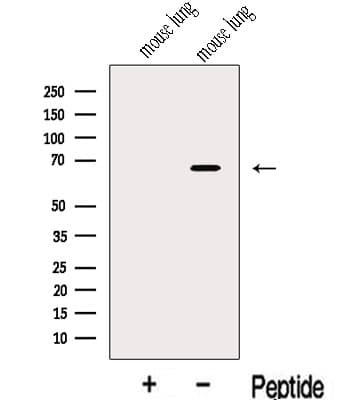 KLC3 Antibody