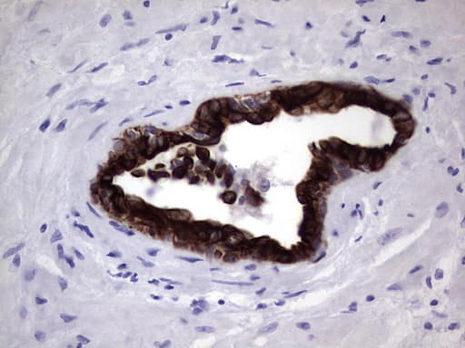 KRT19 / CK19 / Cytokeratin 19 Antibody (aa240-390, clone OTI1A8)