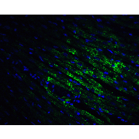 CX3CR1 Antibody