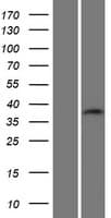 C19orf54 Protein (Over-Expression Lysate Myc-DDK (Flag))