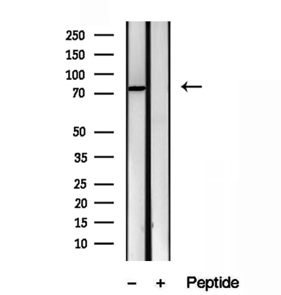 ODF2 Antibody