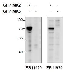 IHC-plus™ MAPKAPK2 / MAPKAP Kinase 2 Antibody (aa339-351)