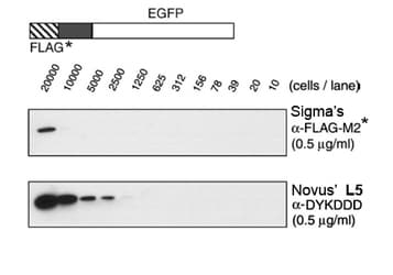DYKDDDDK Tag Antibody (N-Terminus, clone L5, DY650)