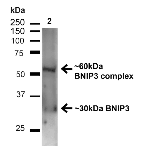 NIP3 / BNIP3 Antibody (PerCP)