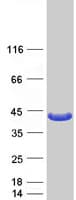 Human ARG1 / Arginase 1 Protein (Recombinant Myc-DDK (Flag))