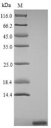 Taraxacum officinale 2S Albumin Protein (Recombinant)