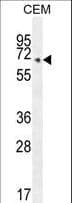 COX10 Antibody (aa383-410)