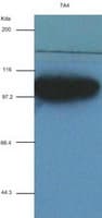 ACTN1 Antibody (clone OTI7A4)