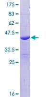 Human BLID Protein (Recombinant GST)