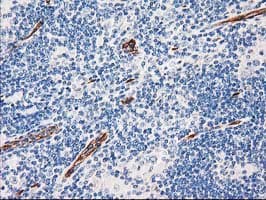 AQP1 / Aquaporin 1 Antibody (clone OTI2D10, Carrier-free)