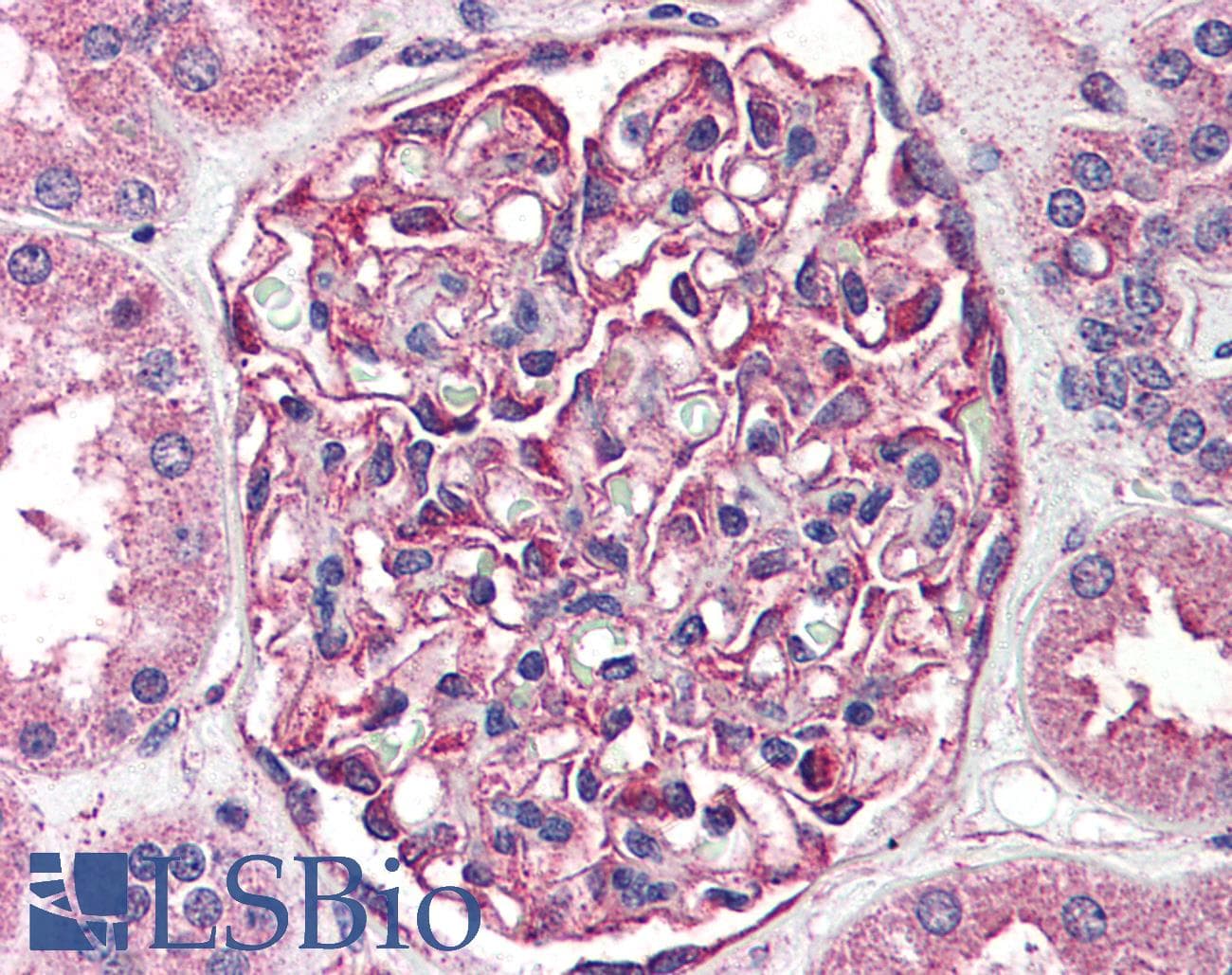 PathPlus™ SGK2 Antibody (Kinase Domain)