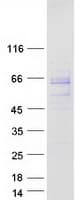 Human GPRIN2 / GRIN2 Protein (Recombinant Myc-DDK (Flag))