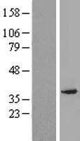 Human PEX2 / PAF-1 Protein (Over-Expression Lysate Myc-DDK (Flag))