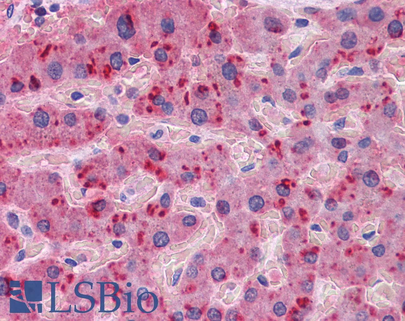 IHC-plus™ Apolipoprotein A-II Antibody (clone 1H6)