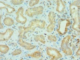 BRD9 Antibody (aa338-597)