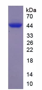Mouse NPFF Protein (Recombinant His, N-Terminal)