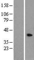 EXOG / ENDOGL1 Protein (Over-Expression Lysate Myc-DDK (Flag))