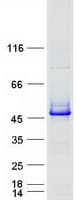 Human PGK2 Protein (Recombinant Myc-DDK (Flag))