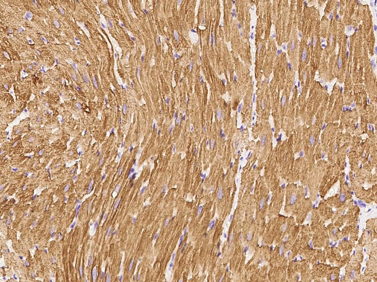 Polyclonal Rabbit anti-Human BMP10 Antibody (Preservative Free, IHC)
