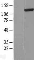 DHX30 Protein (Over-Expression Lysate Myc-DDK (Flag))