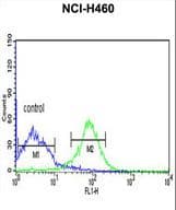 Polyclonal Rabbit anti-Human FKBP14 Antibody (aa37-68, IHC, WB)