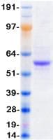 Human P2RX2 / P2X2 Protein (Recombinant Myc-DDK (Flag), C-terminus)