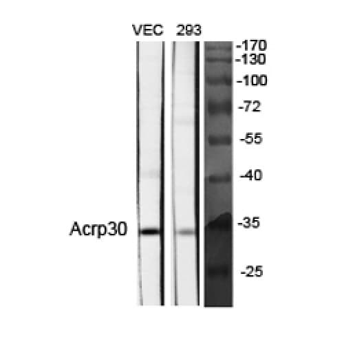 Adiponectin Antibody (Internal)