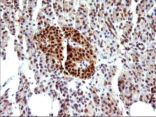 NDN / Necdin Antibody (clone OTI5D1)