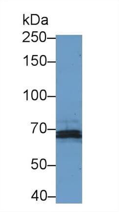 NOS3 / eNOS Antibody (aa522-705, PE)