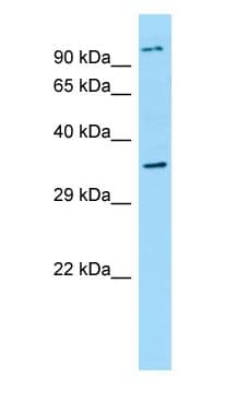NPBWR2 / GPR8 Antibody (N-Terminus)