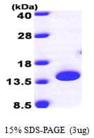 Human PTRH2 / BIT1 Protein (Recombinant His)