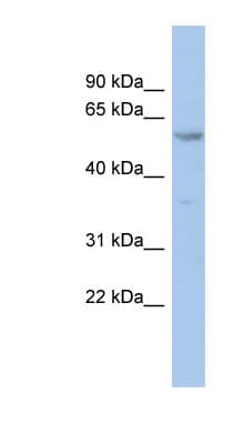 ZNF8 Antibody (aa35-84)